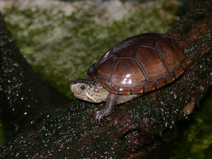 Черепаха Пенсильванская Замыкающая
