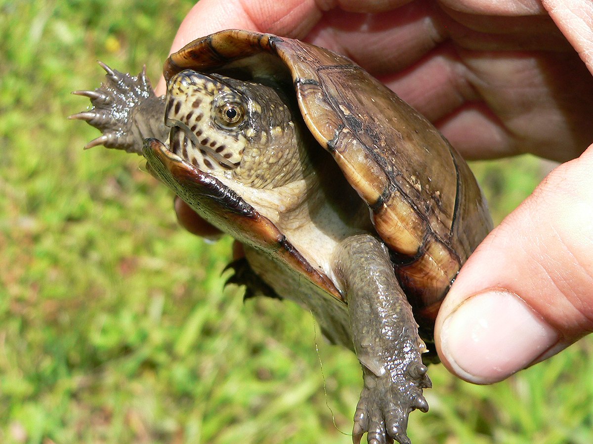 Черепаха Пенсильванская Замыкающая